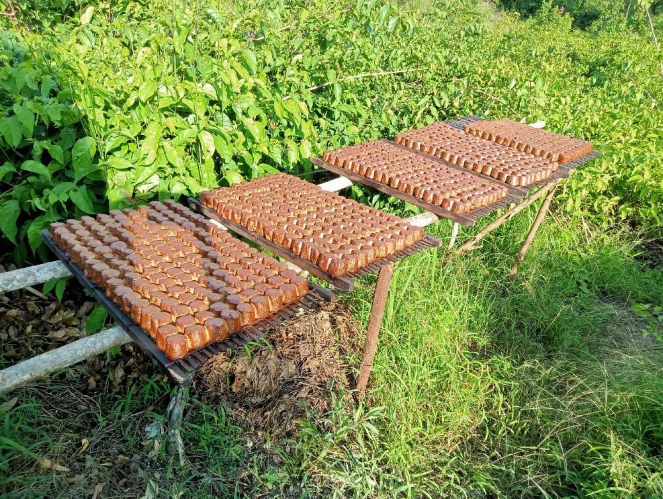 Agro wisata produksi gambir secara tradional