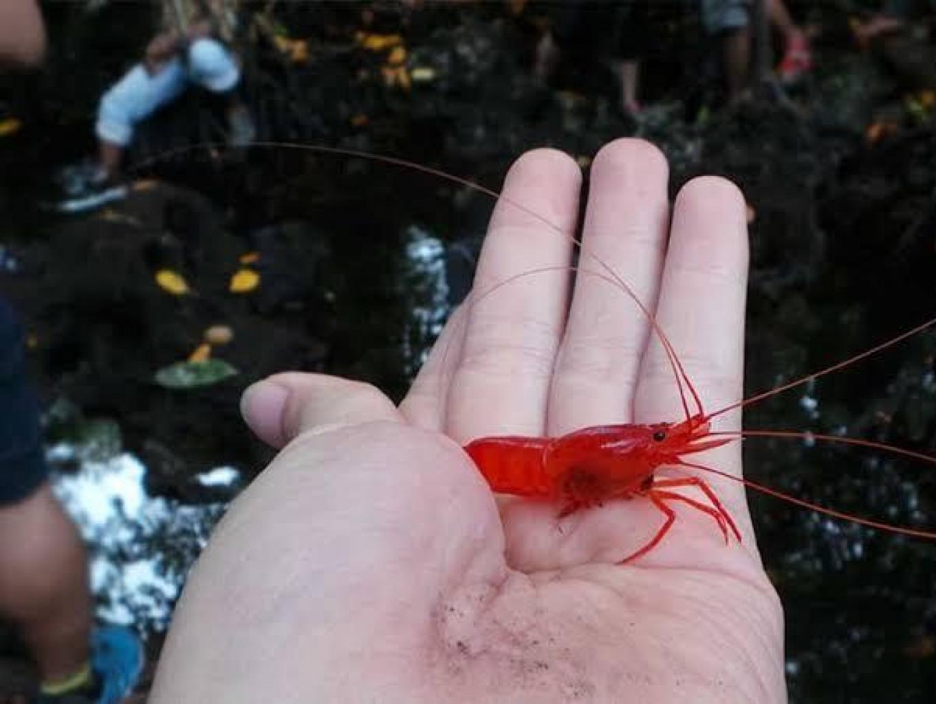 Terapi Udang Merah