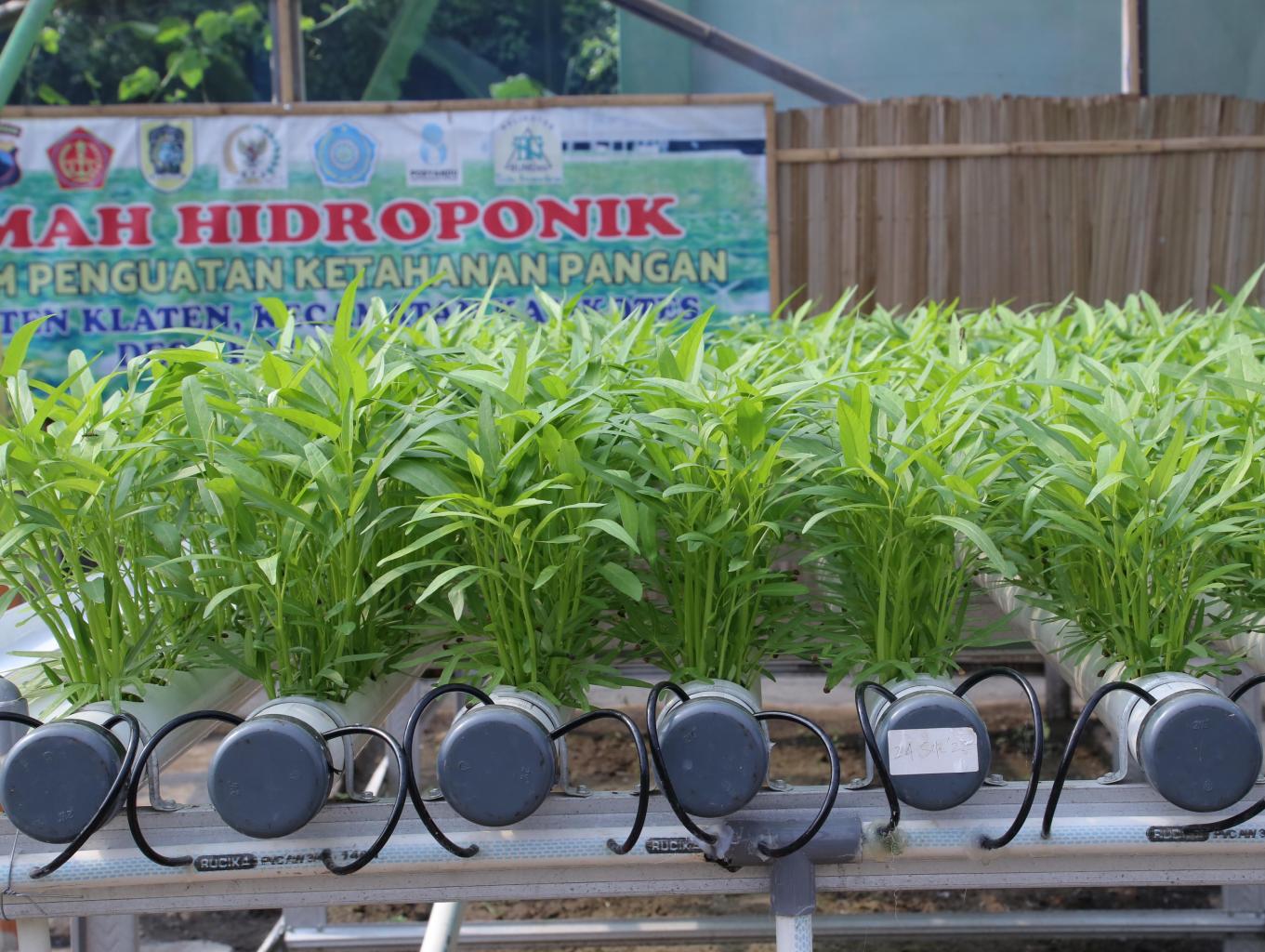 Wisata Edukasi Hidroponik