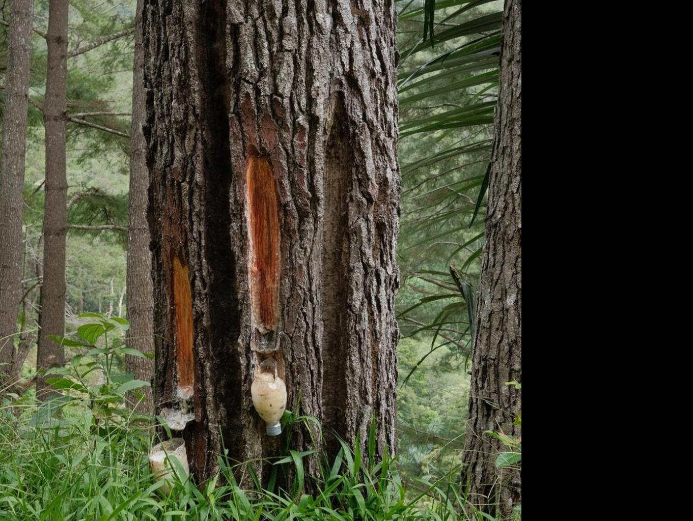 Edukasi penyadapan getah pinus