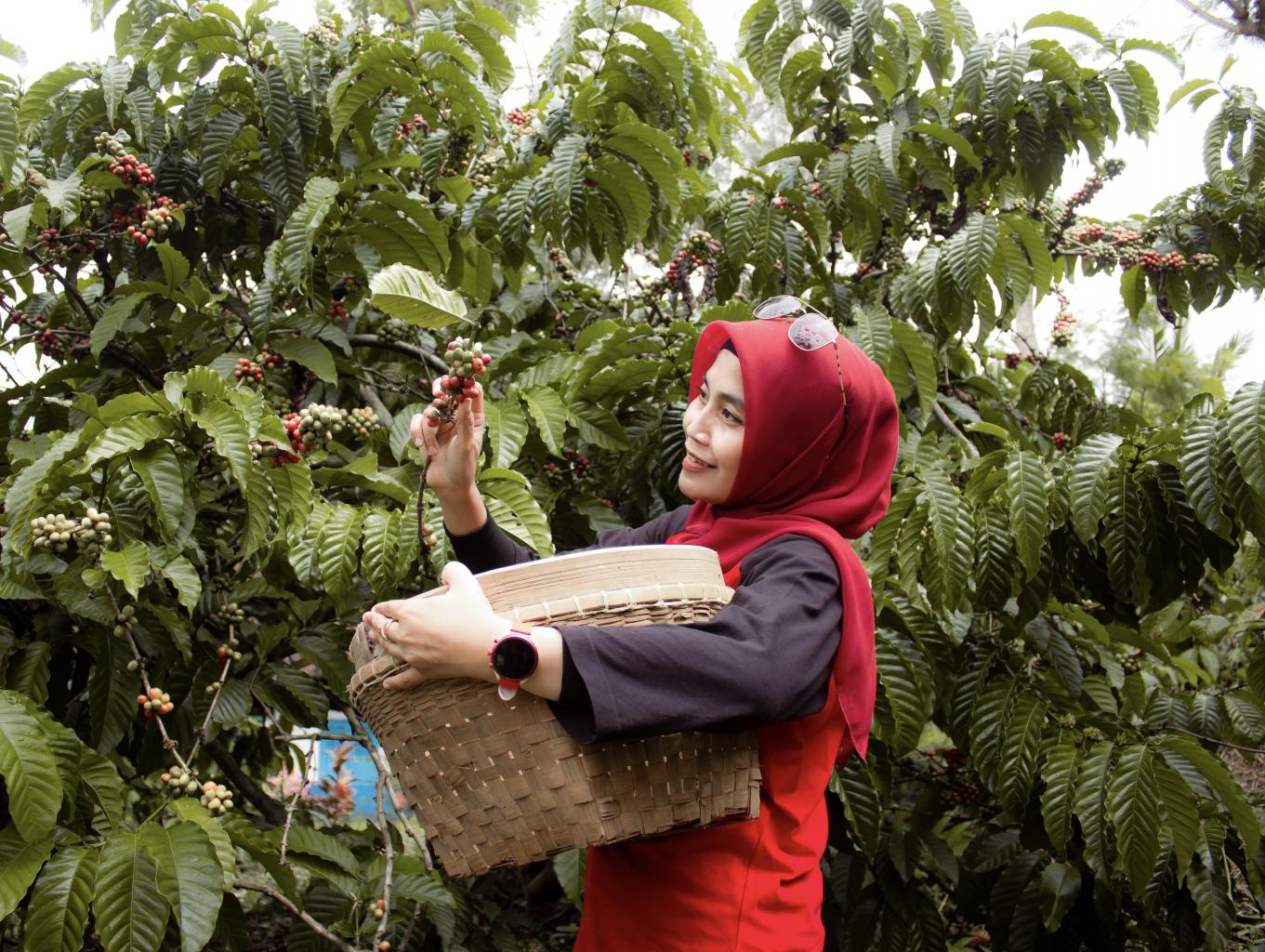 Tradisi Petik dan Buka Giling Kopi Bangelan