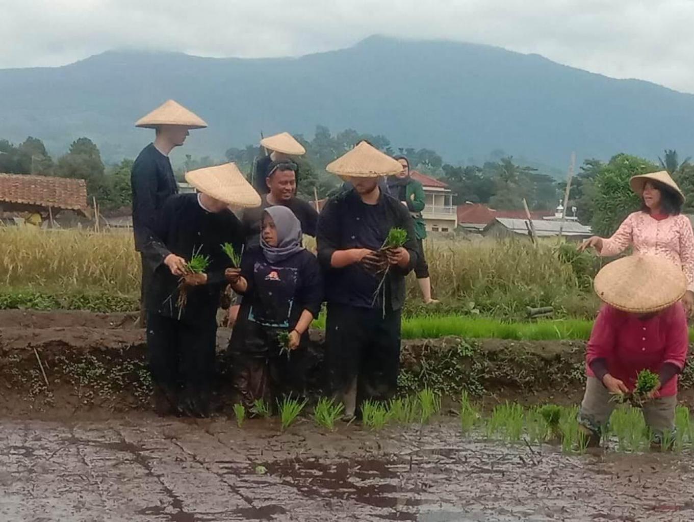 Menanam Padi (Tandur)