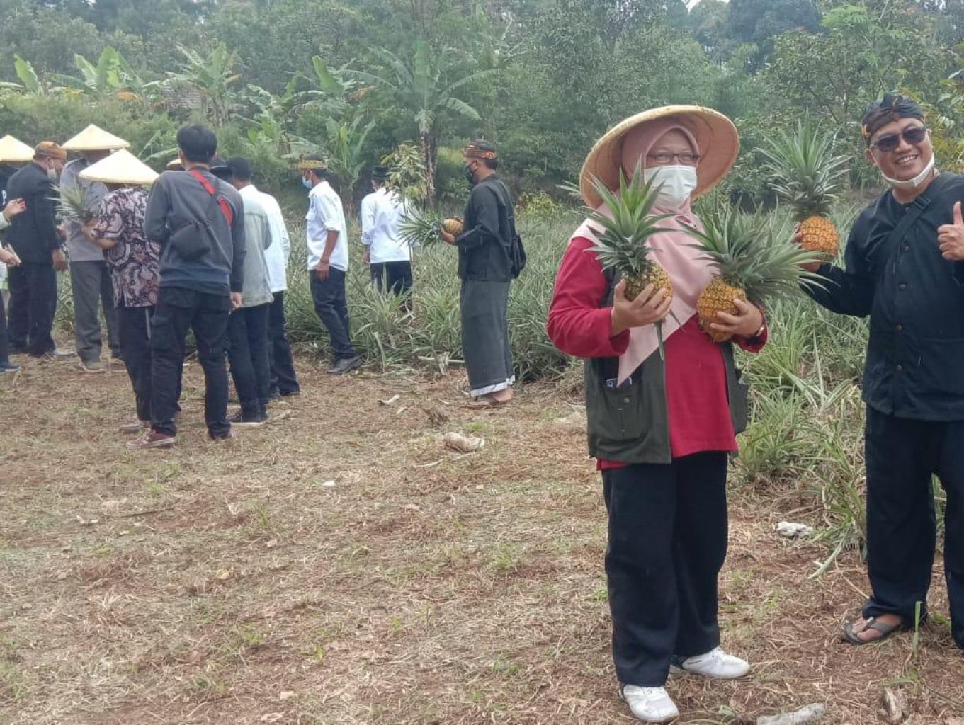 Wisata Kebun Nanas