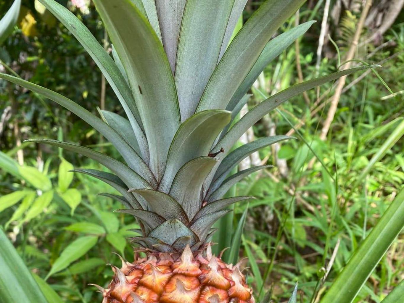 KEBUN NANAS