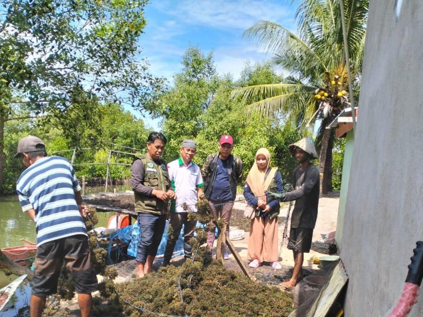 Belajar Budi Daya Rumput laut