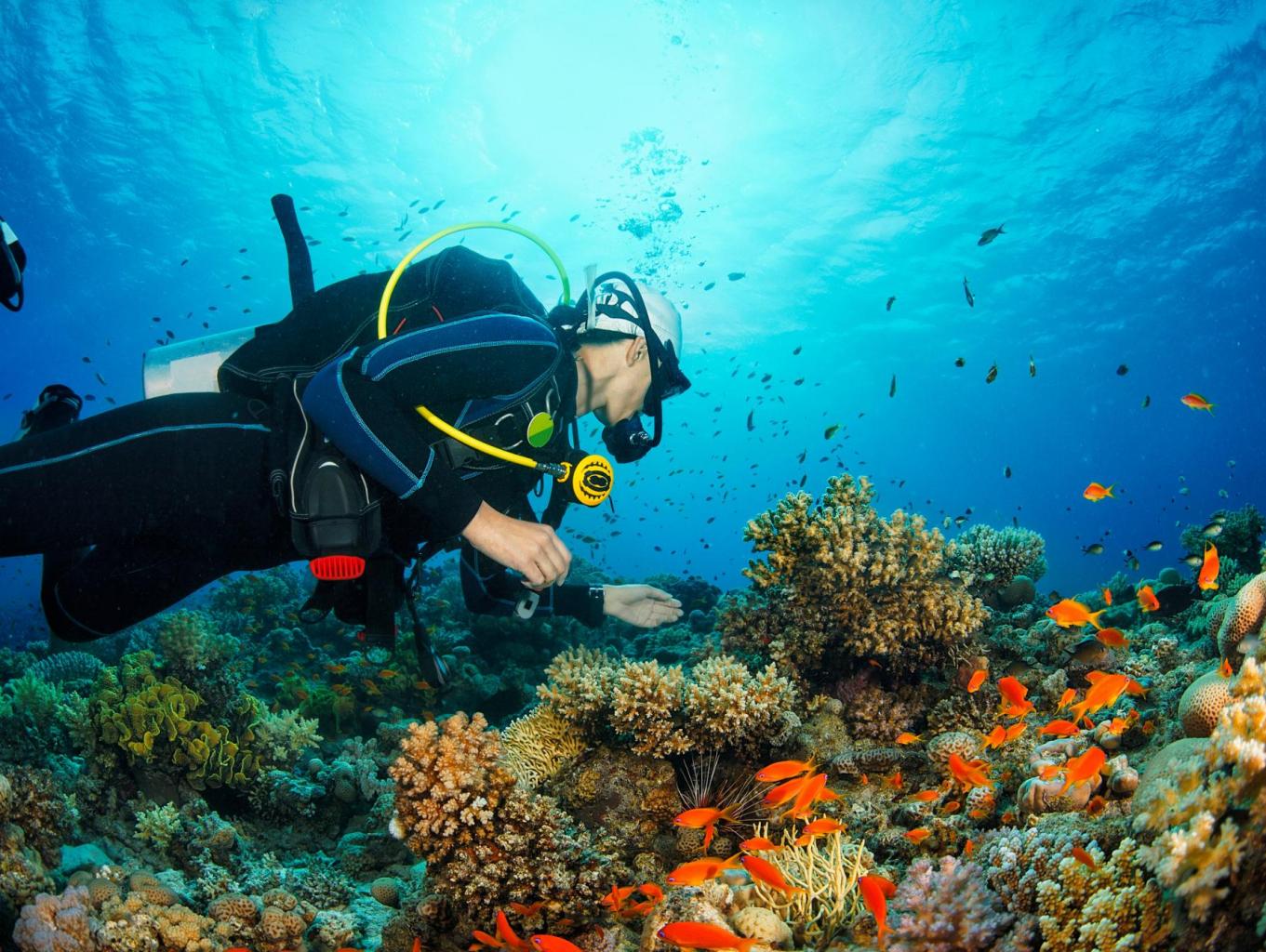 Dive & Snorkeling