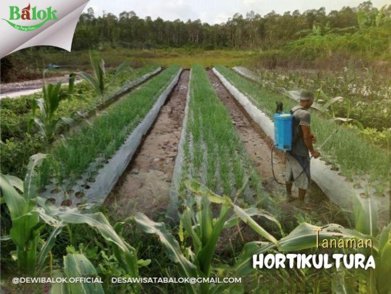 Agrowisata Usaha Tani
