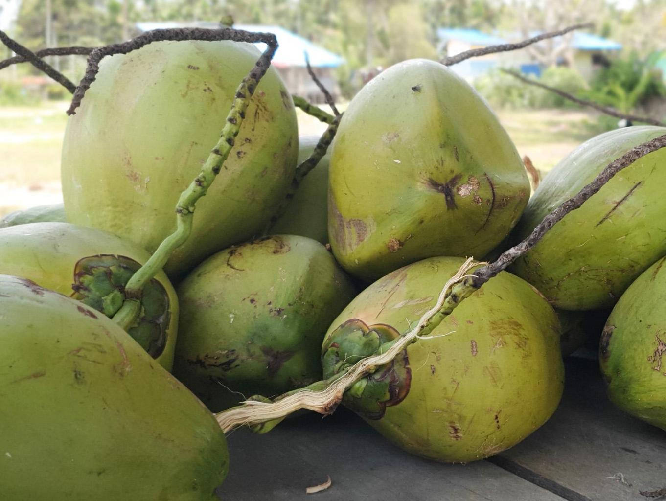 BUAH KELAPA