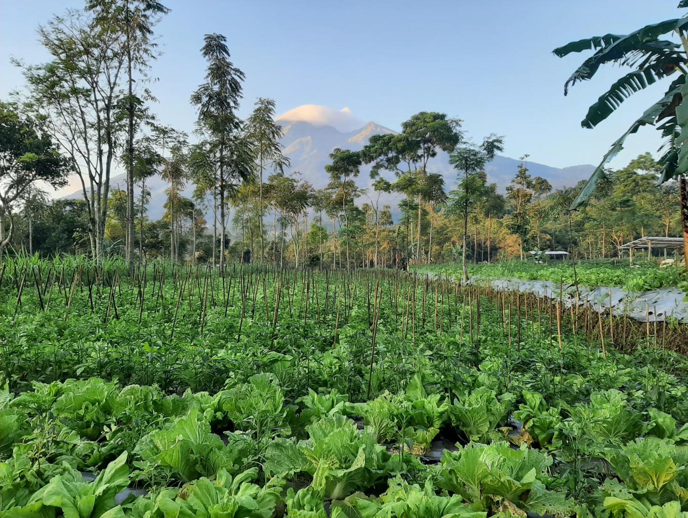 Edukasi Pertanian Dan Perkebunan Lereng Merbabu