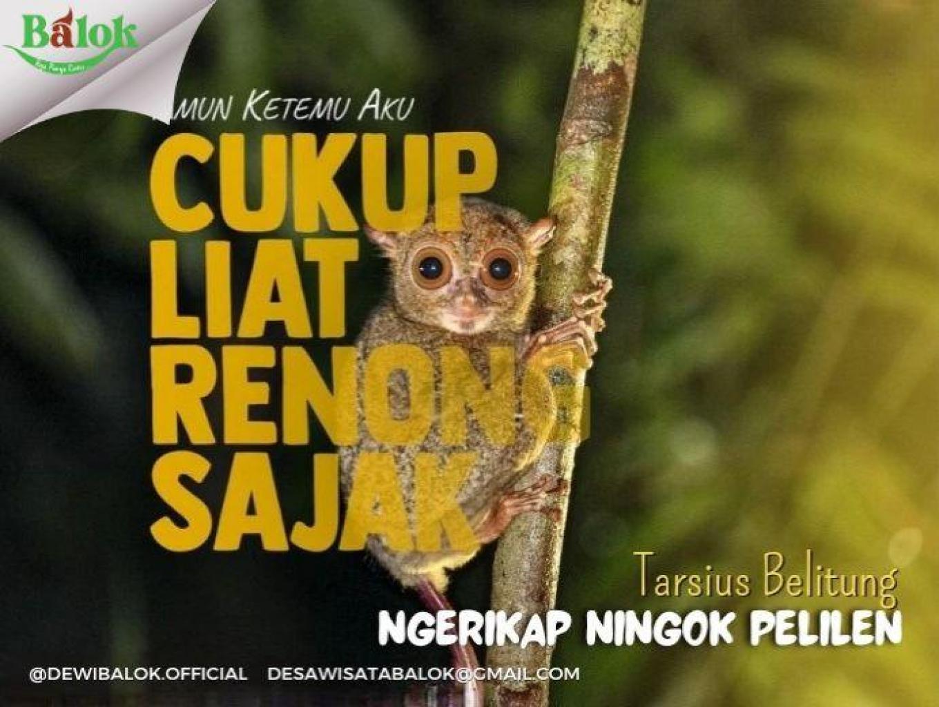 Tarsius Belitung