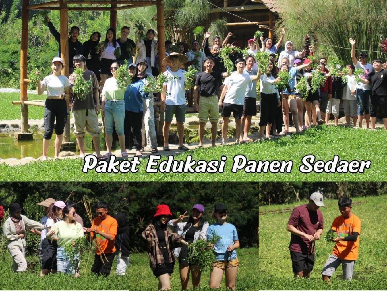Paket Edukasi Panen Selada Air
