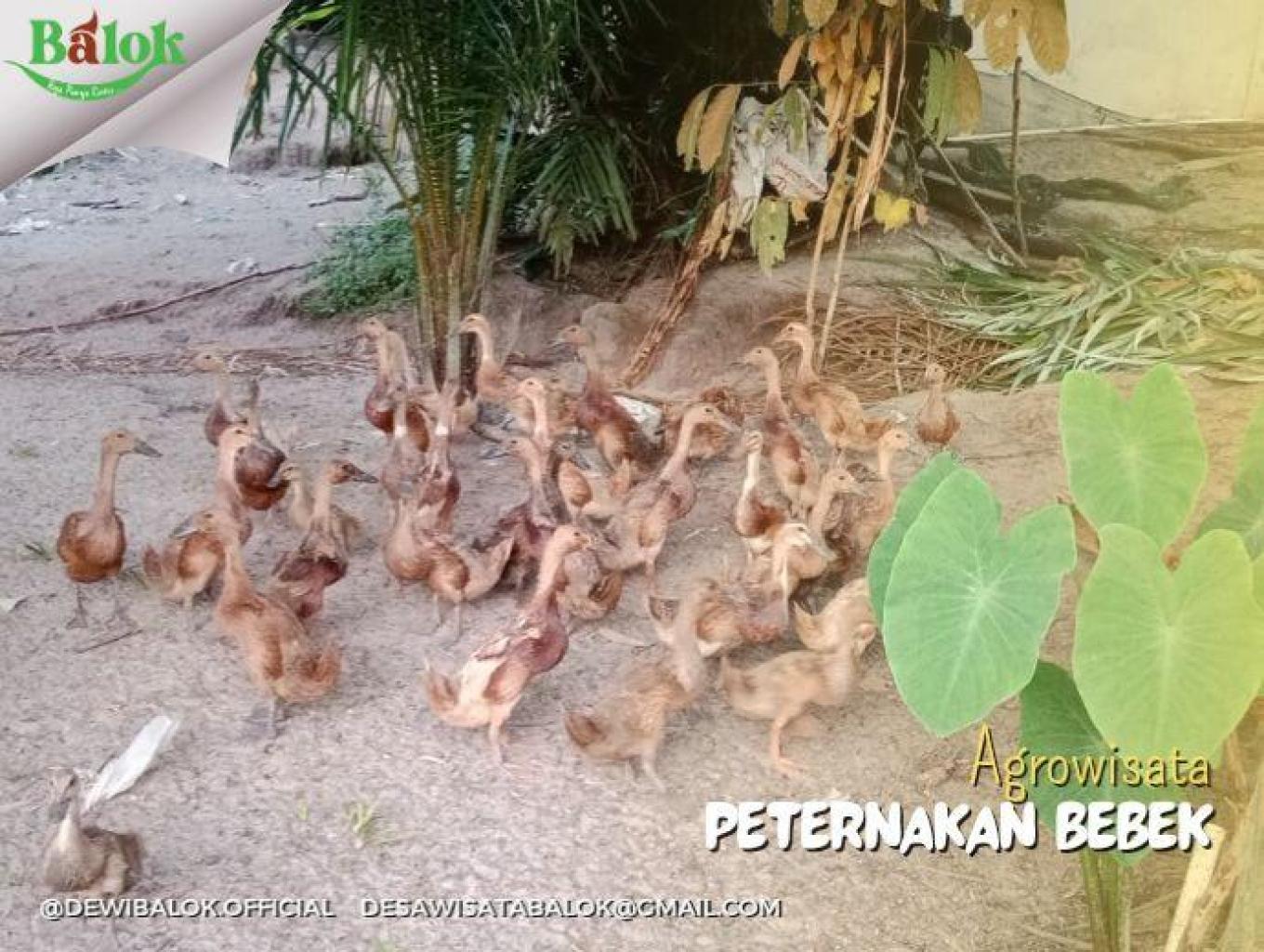 Agrowisata Peternakan Bebek