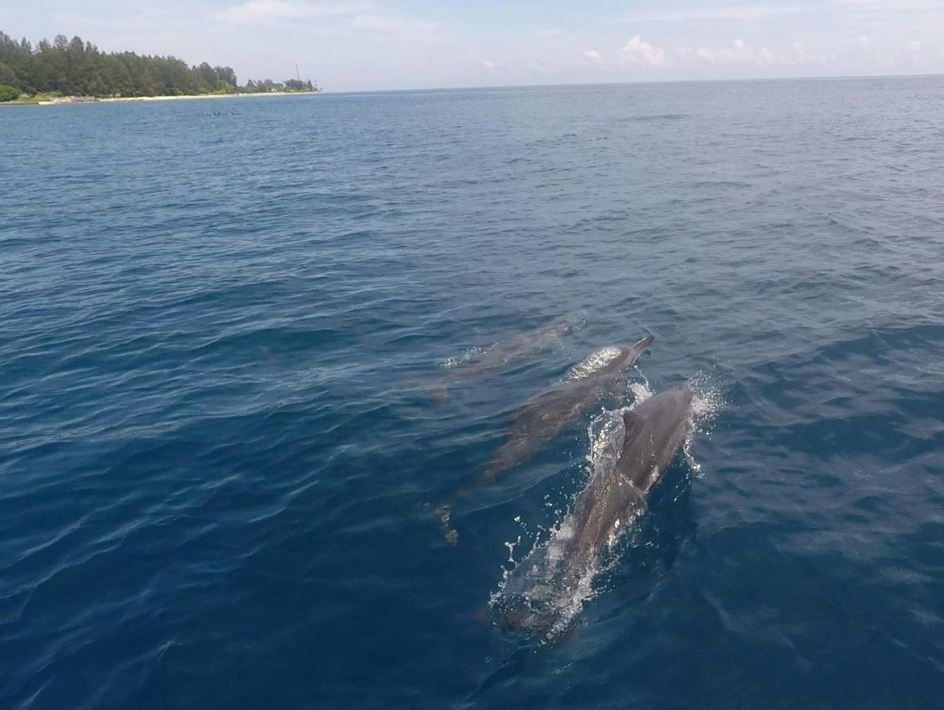 Dolphin Dancing