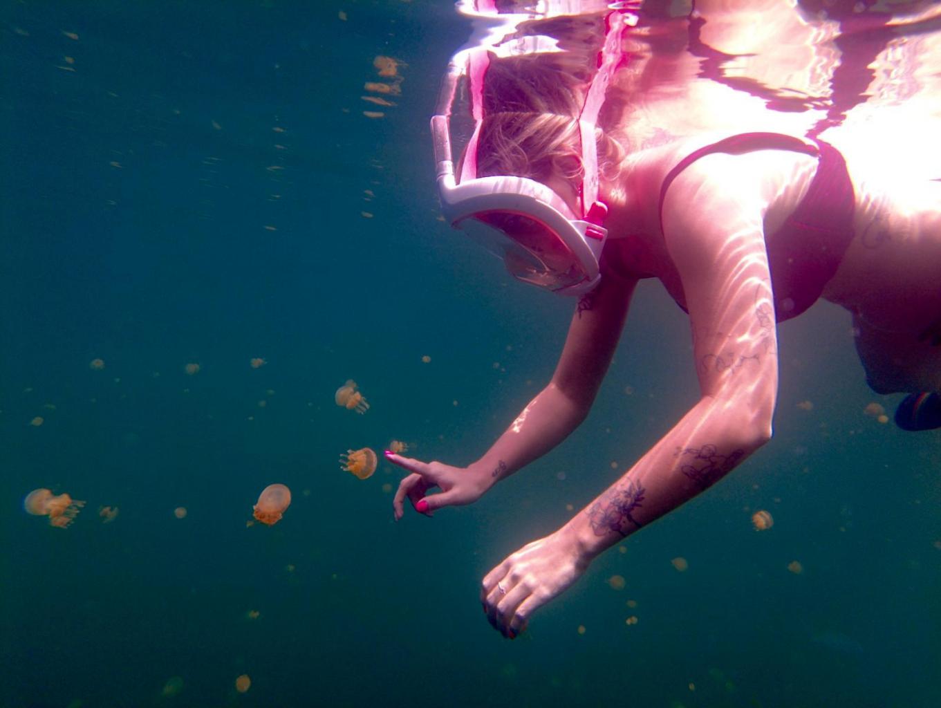 snorkeling with jelly fish