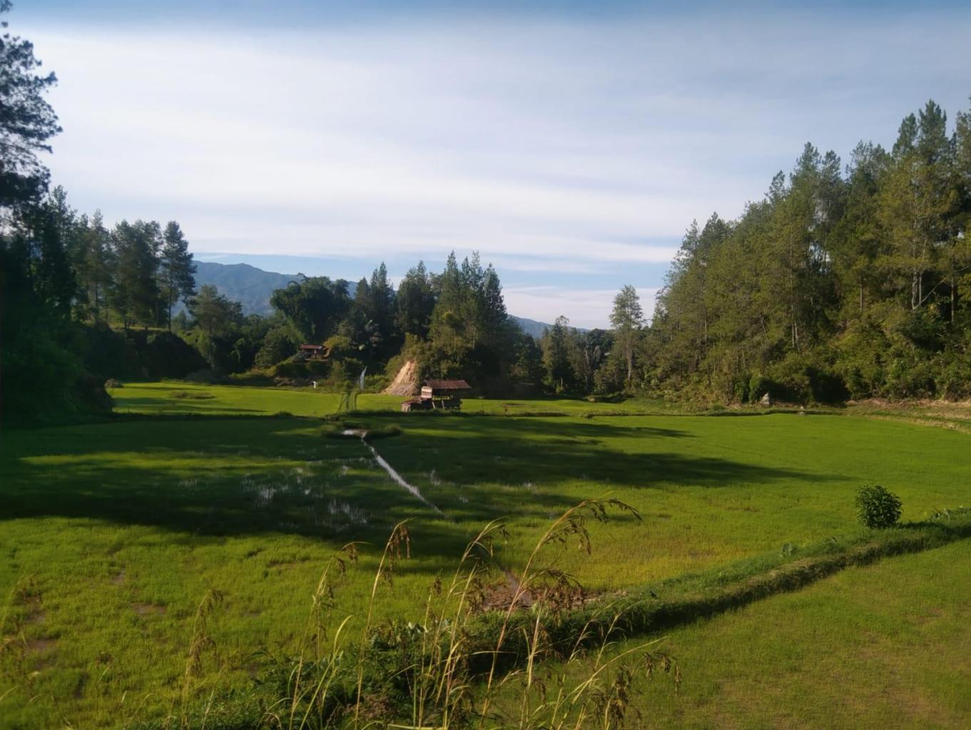 persawahan