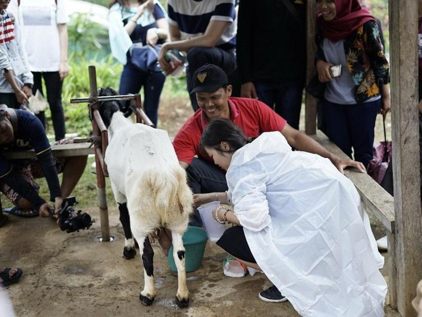 Wisata Edukasi Peternakan Kambing Etawa