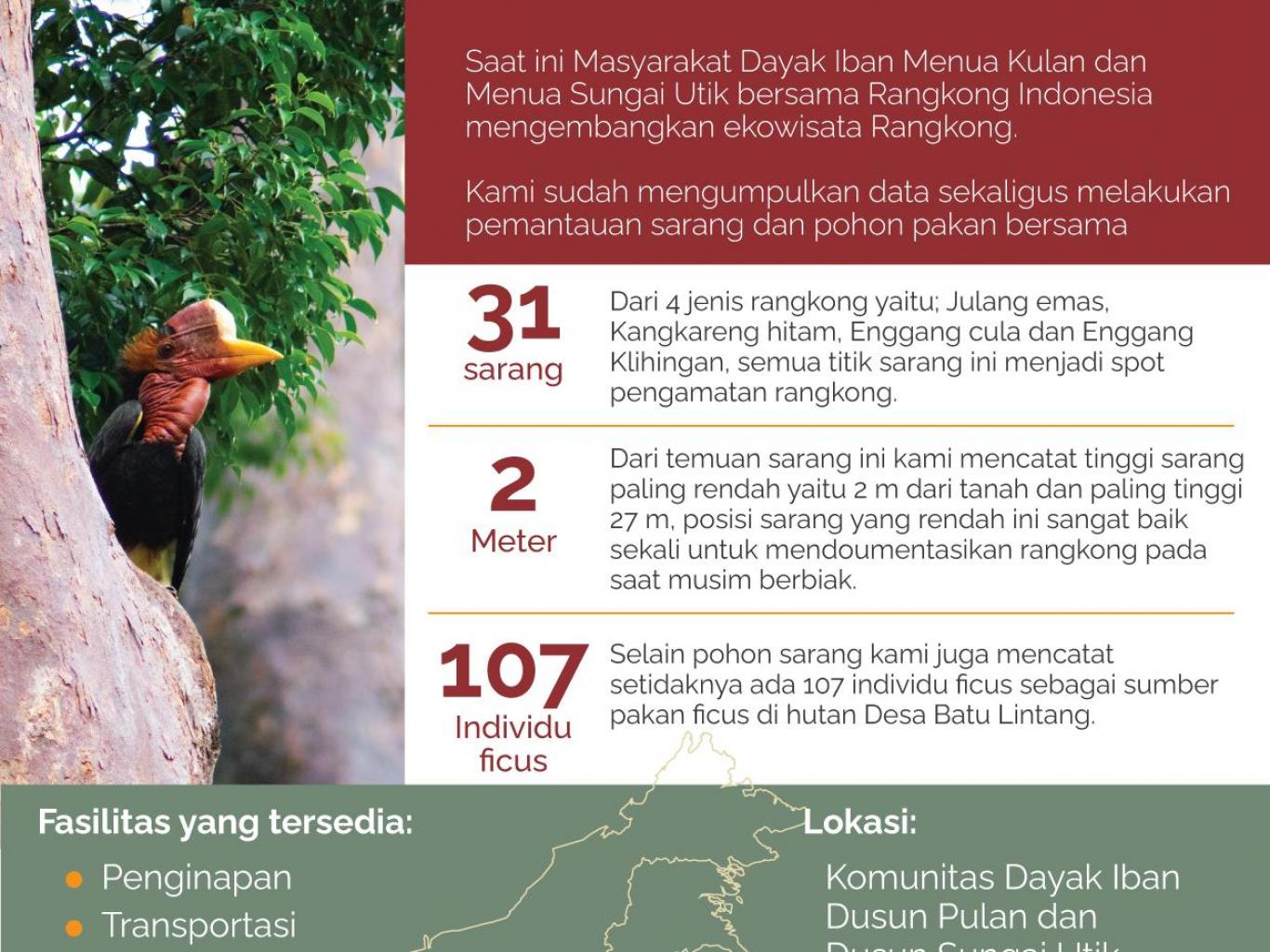 Pengamatan Burung Rangkong