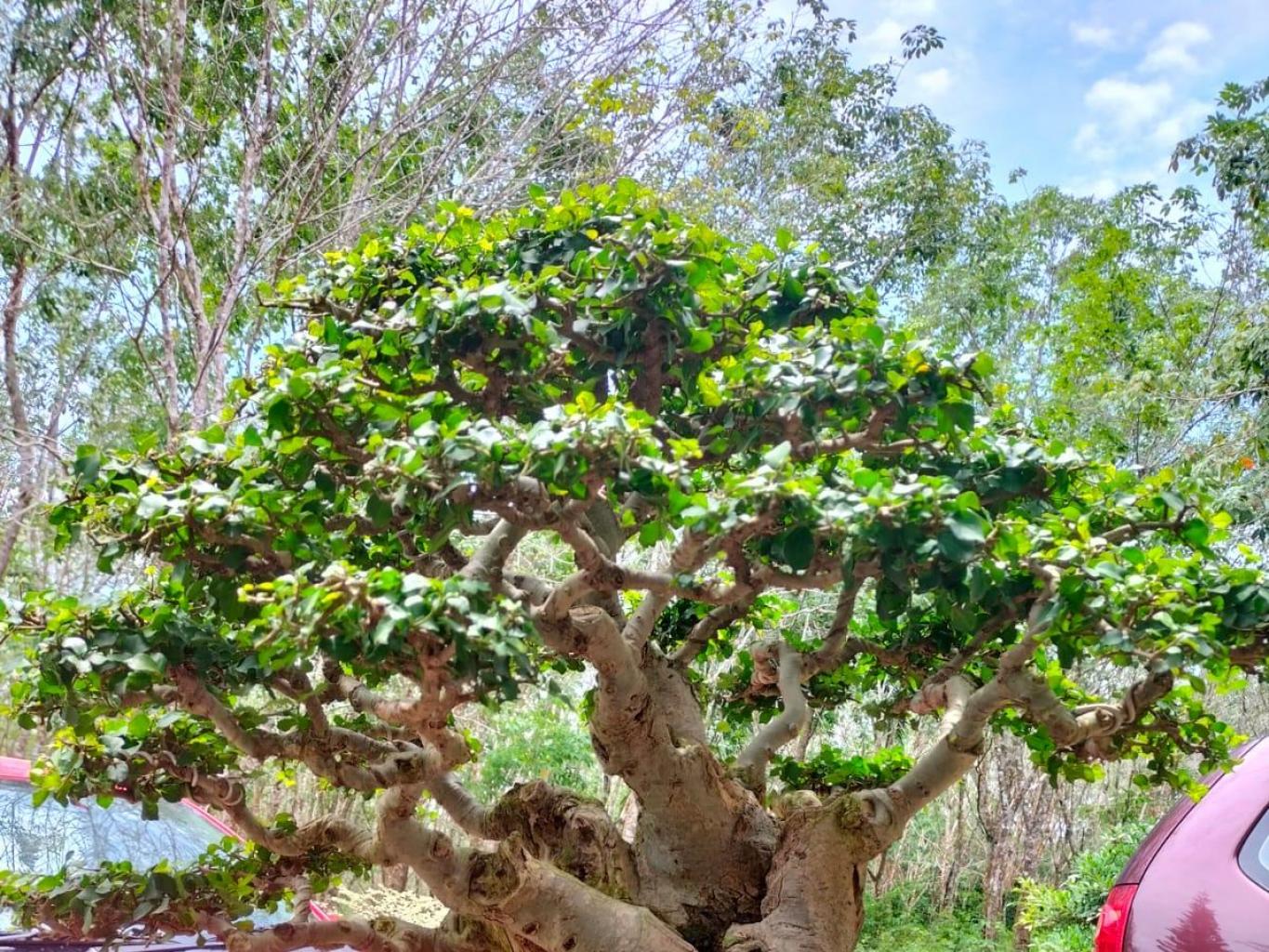 Bonsai abadi