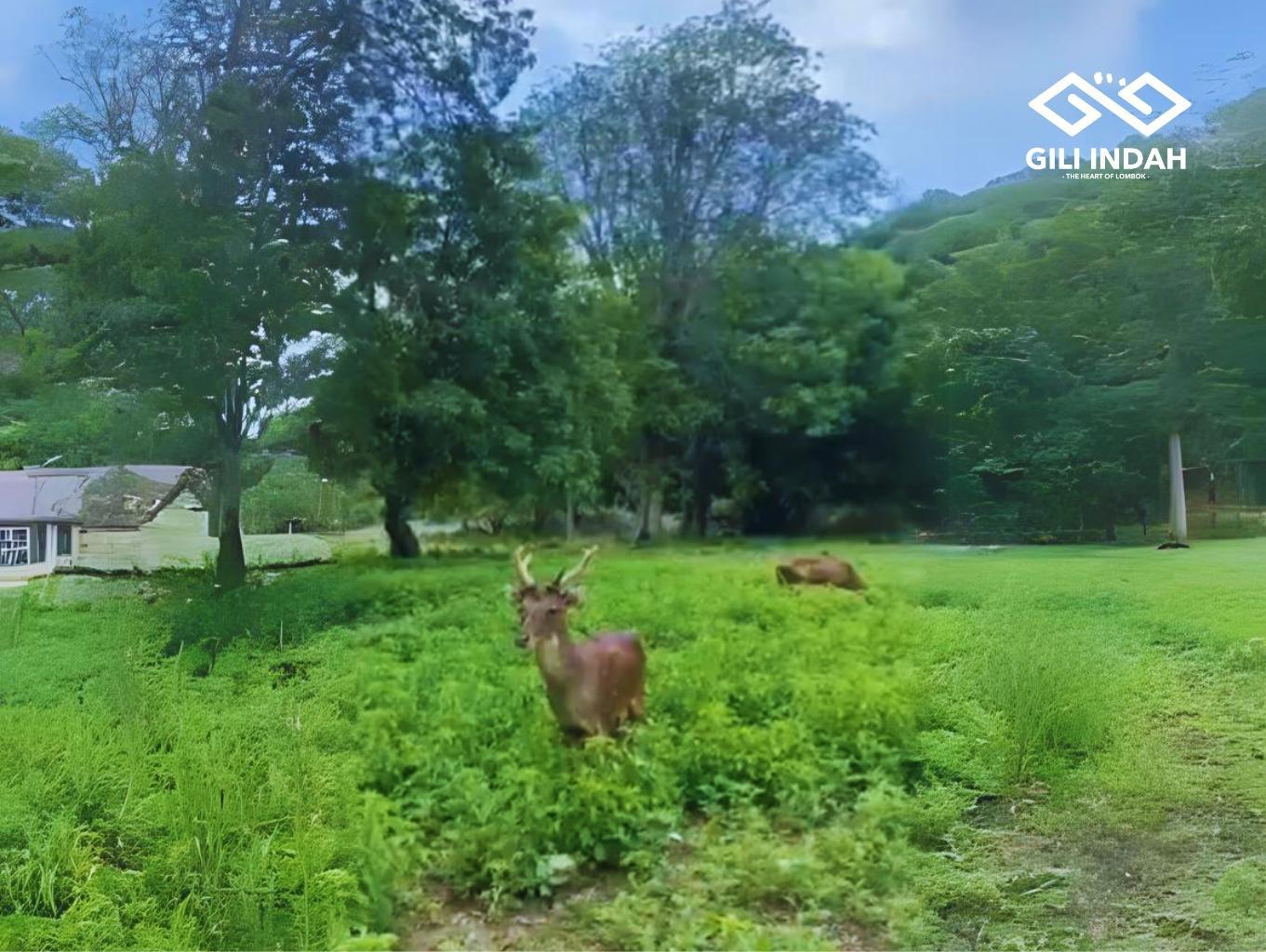 Deer Explore