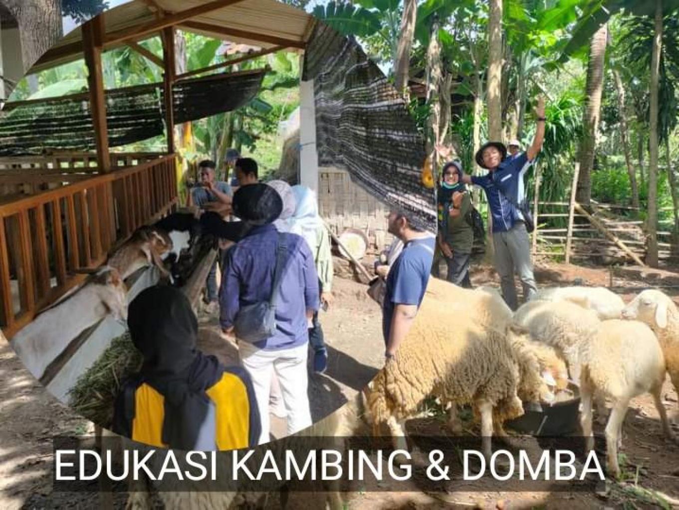 EDUKASI KAMBING & DOMBA