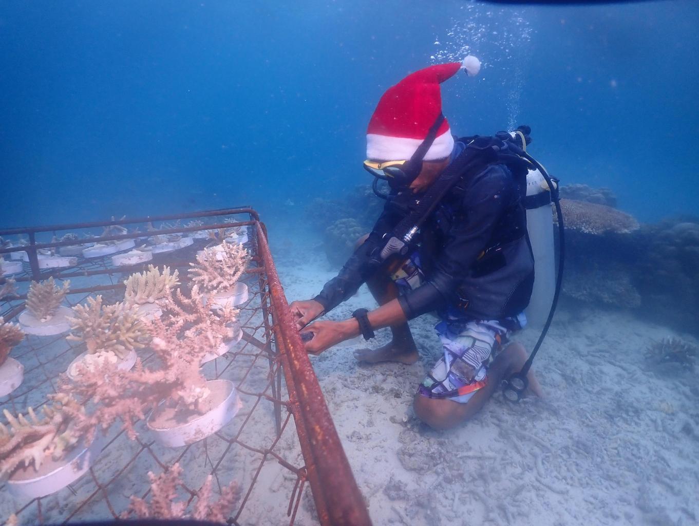 Rehabilitasi Karang
