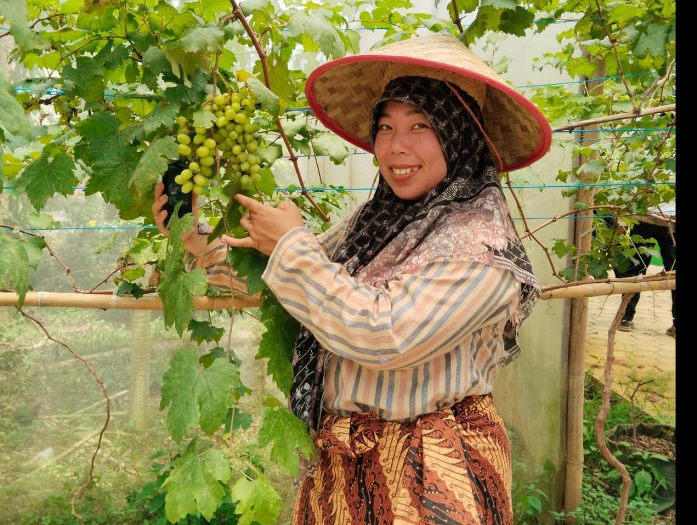 Panen buah anggur