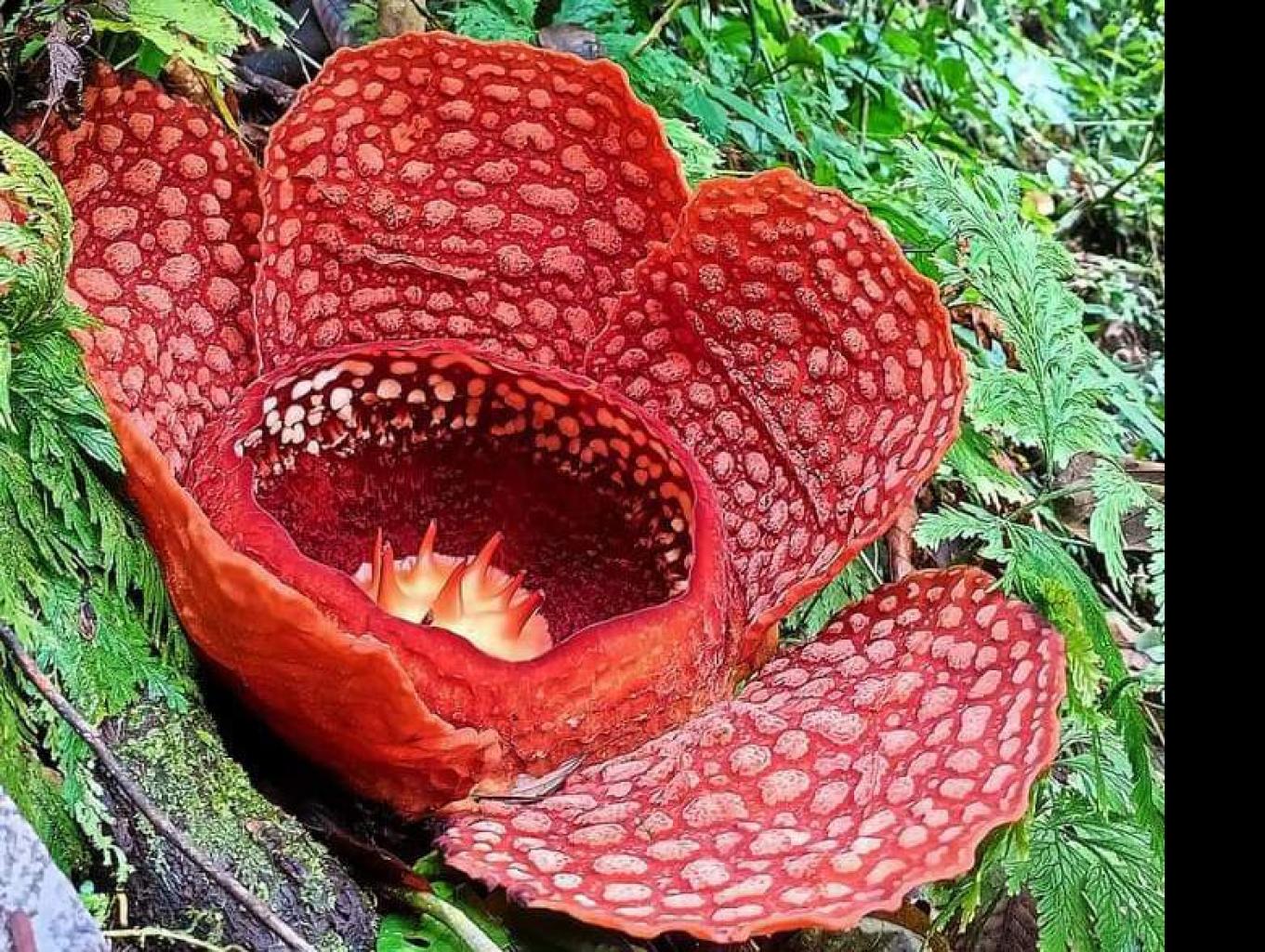 Habitat Puspa Langka