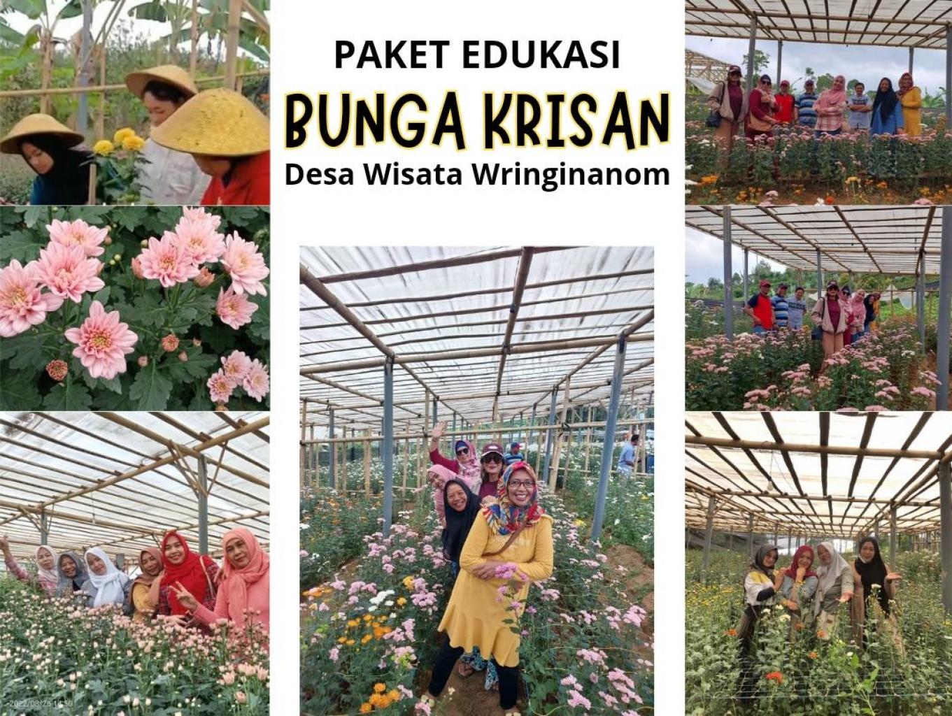 Edukasi Bunga Krisan