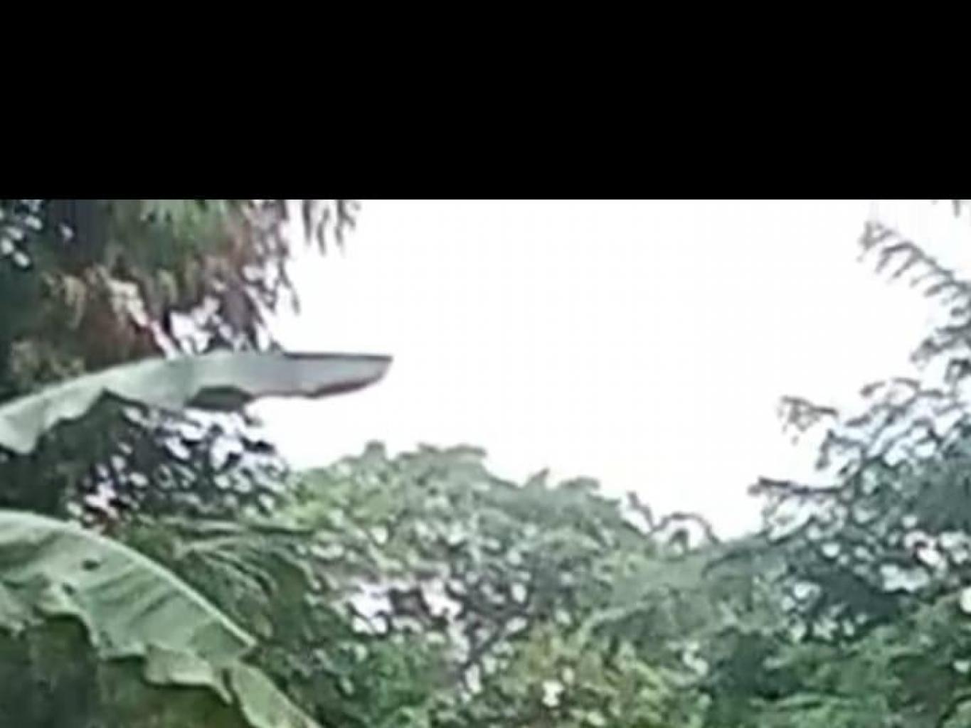 Ekowisata pengamatan lutung kelabu