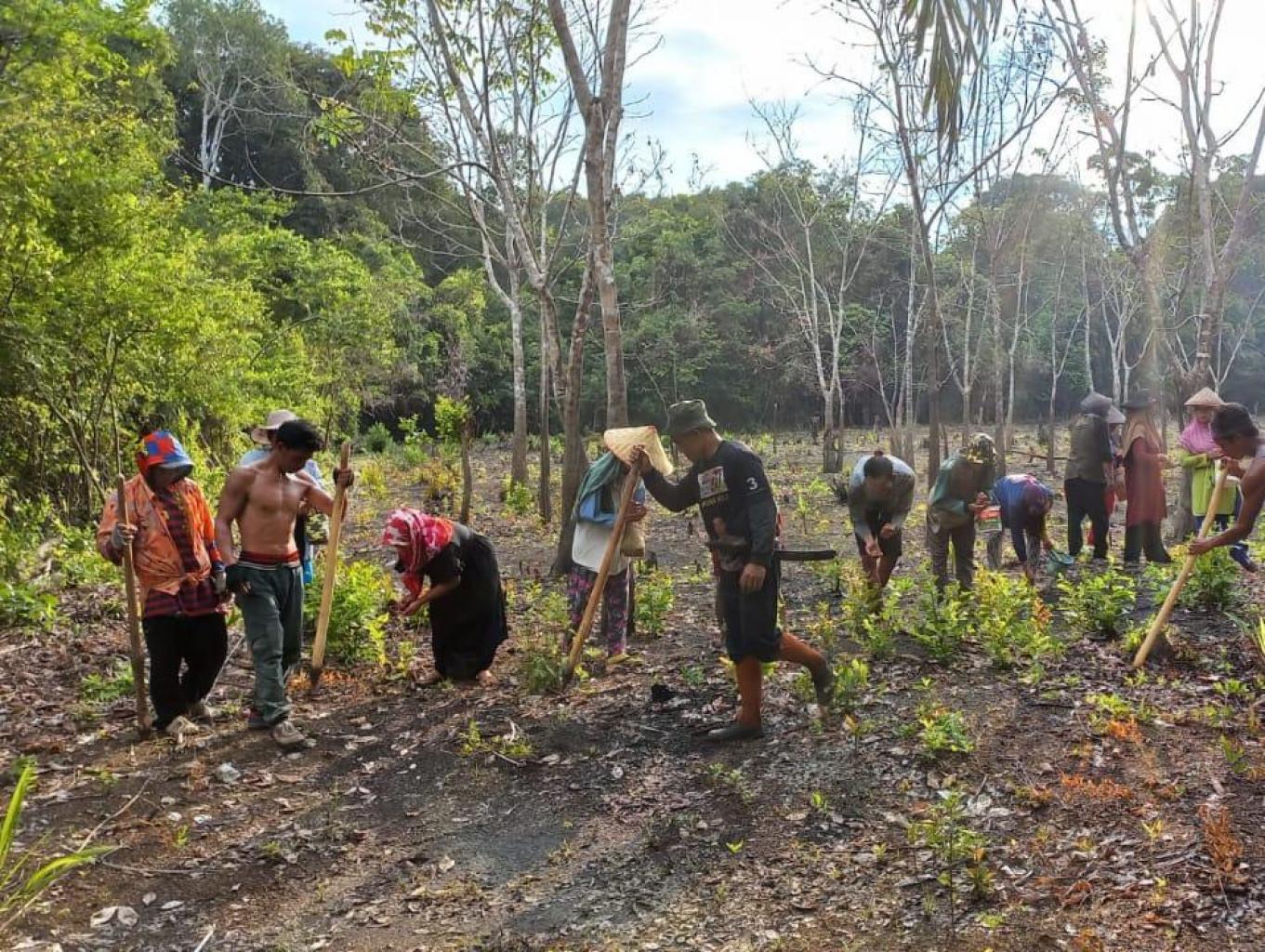 Manugal (Bercocok Tanam Padi Dengan Cara Tradisional)