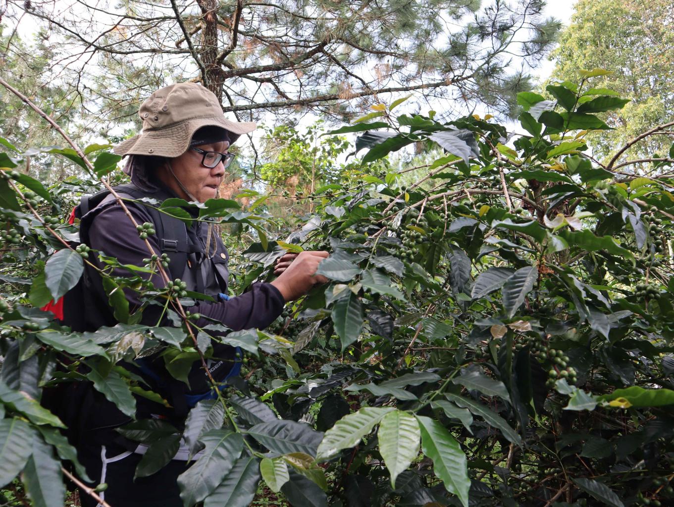Kebun Kopi Arabica