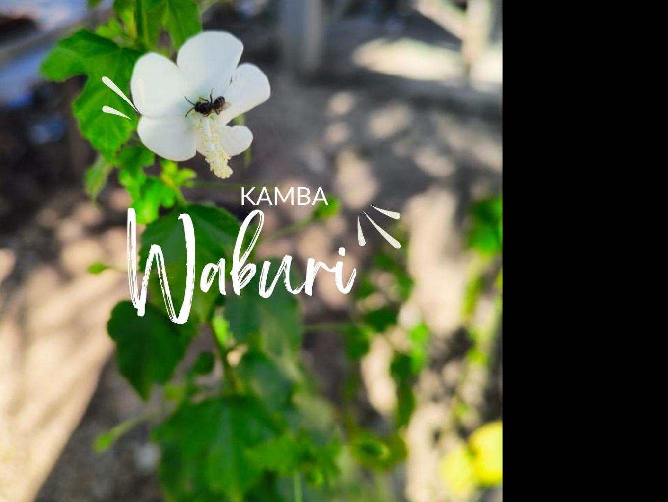 Keunikan Kamba Waburi