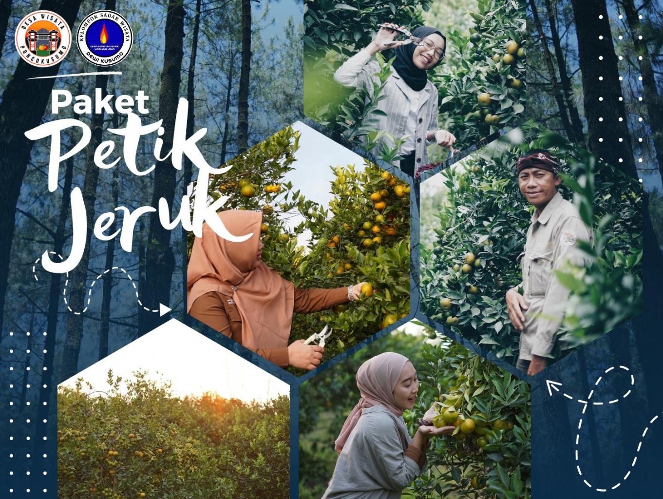Paket Petik Jeruk