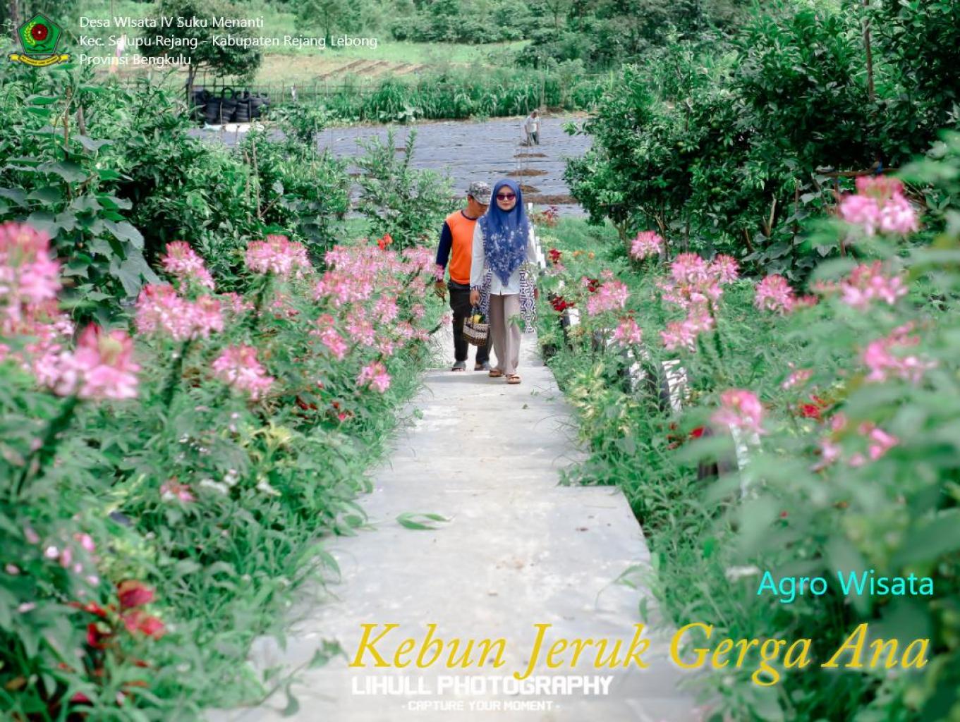 Kebun Jeruk Gerga Ana