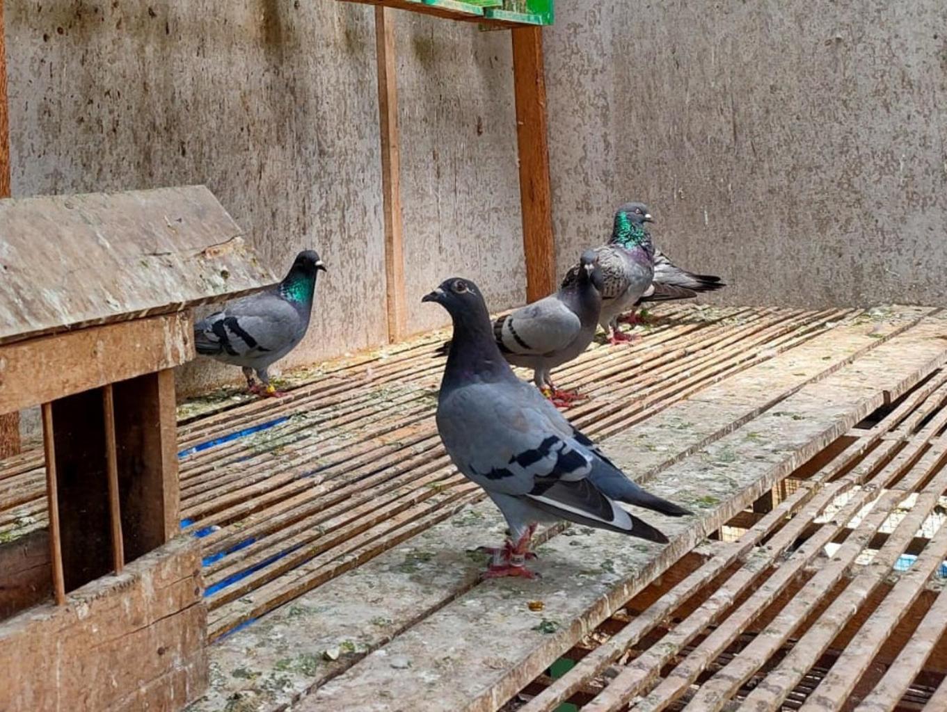 Budidaya Merpati Kontes