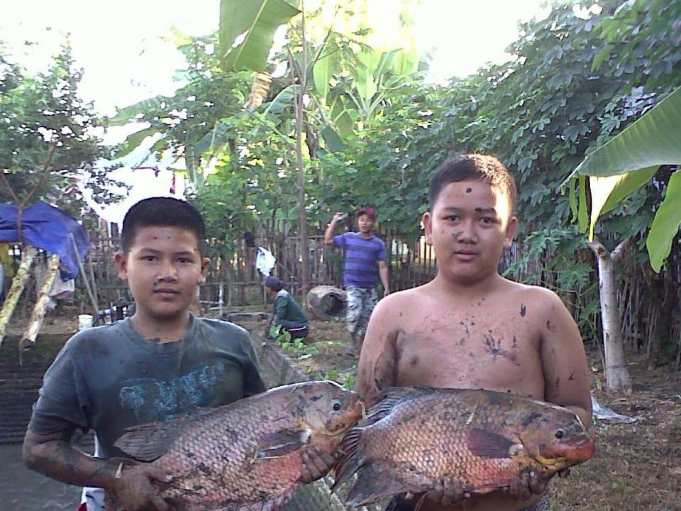 Budidaya Gurami