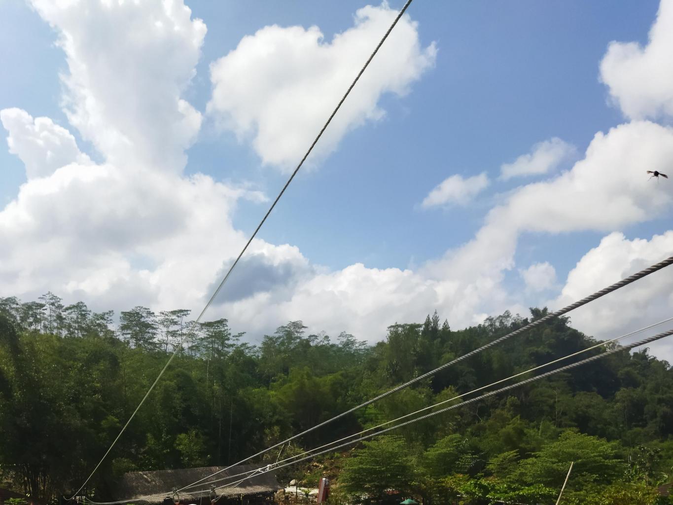 Flying Fox