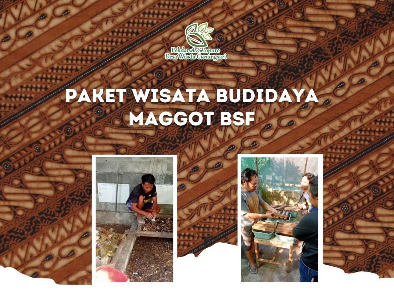 Paket Wisata Budidaya Maggot BSF