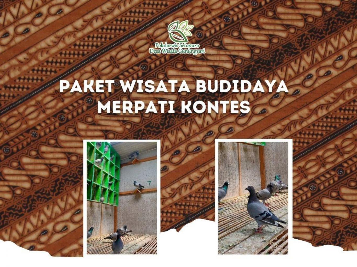 Paket Wisata Budidaya Merpati Kontes