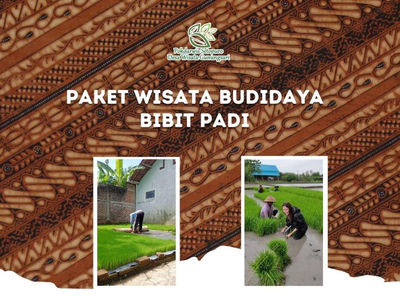 Paket Wisata Budidaya Bibit Padi