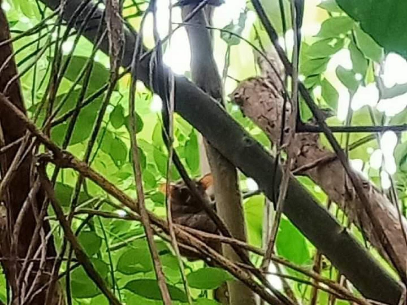 Tarsius