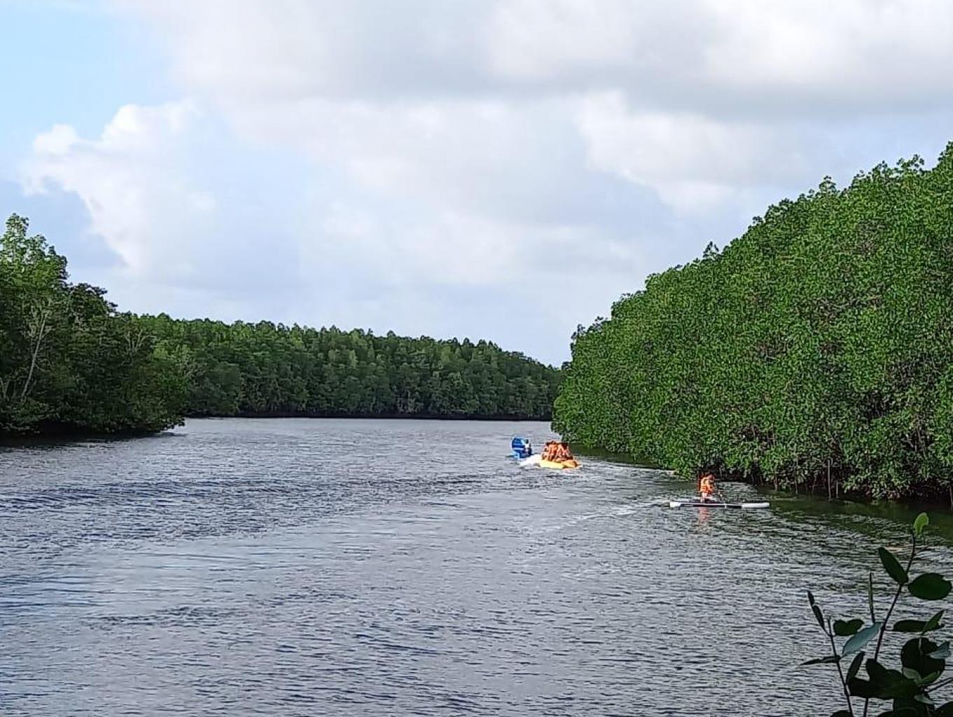 Mangrove