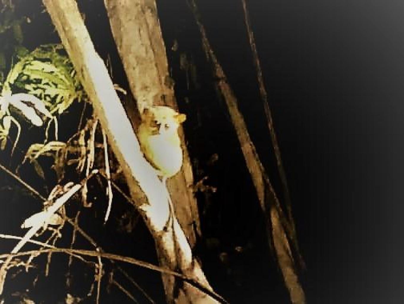 Satwa Endemik Tarsius