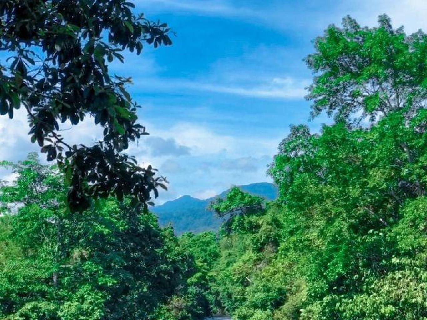 mambungun ikan menayu