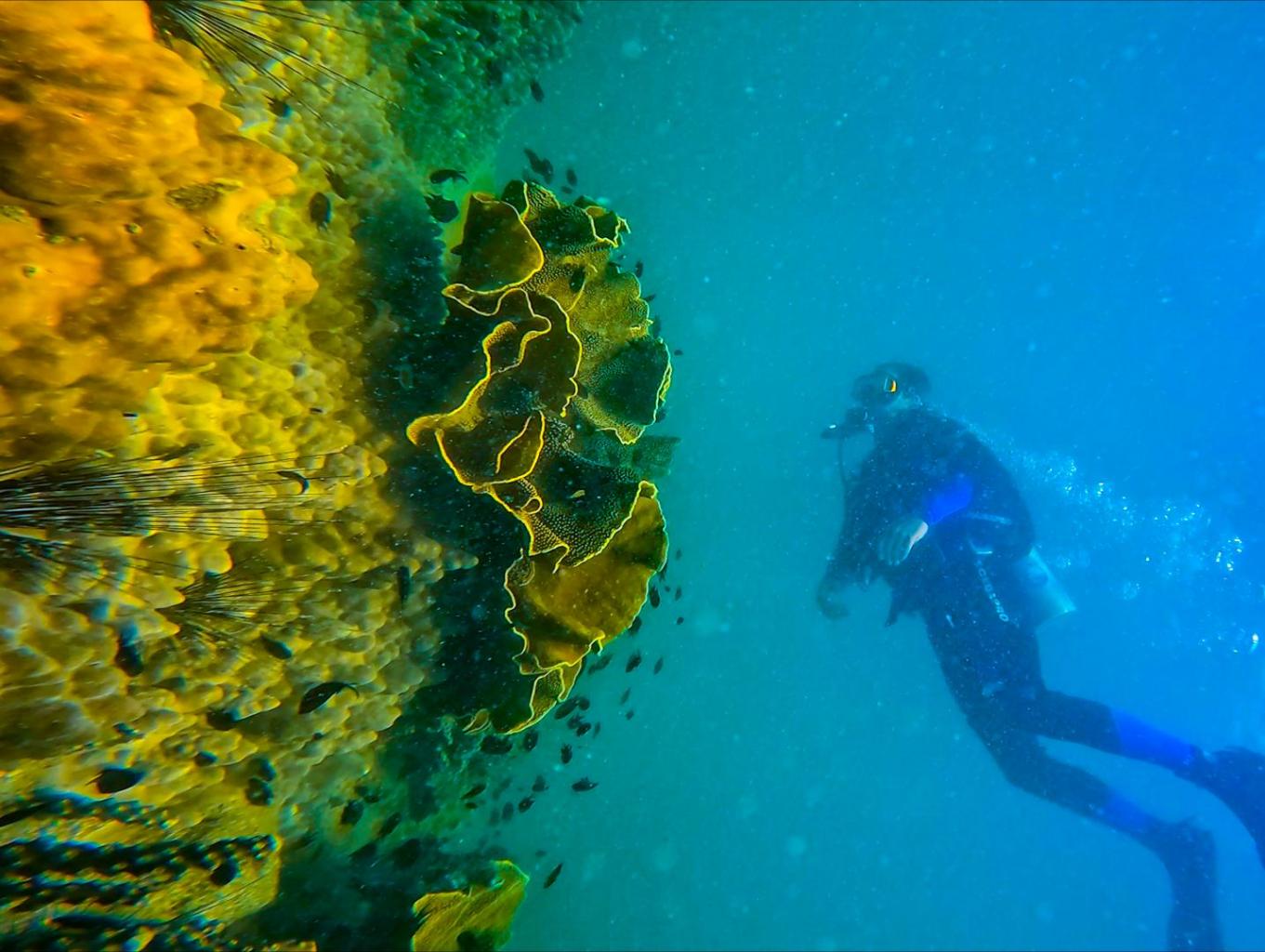 Fun Scuba Diving 