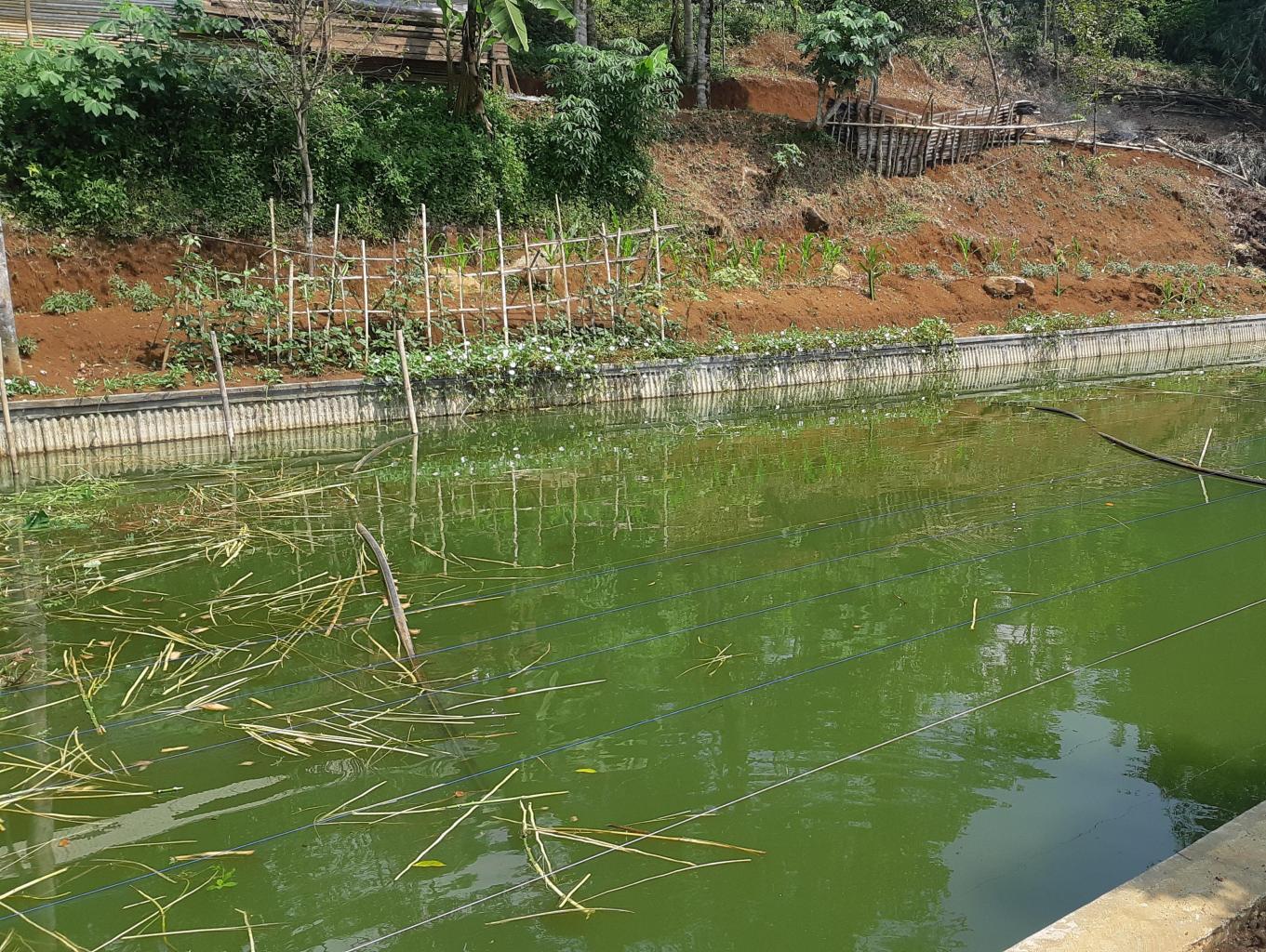 Edukasi berternak ikan gurame dan ikan Nila