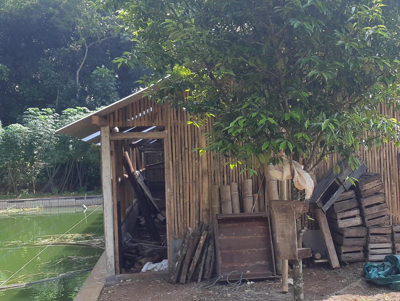 Berternak ayam petelur Jawa