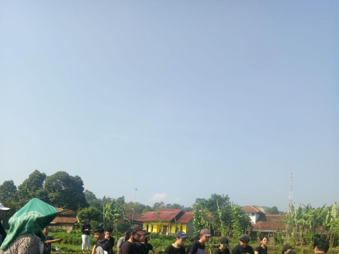 Cara menanam padi