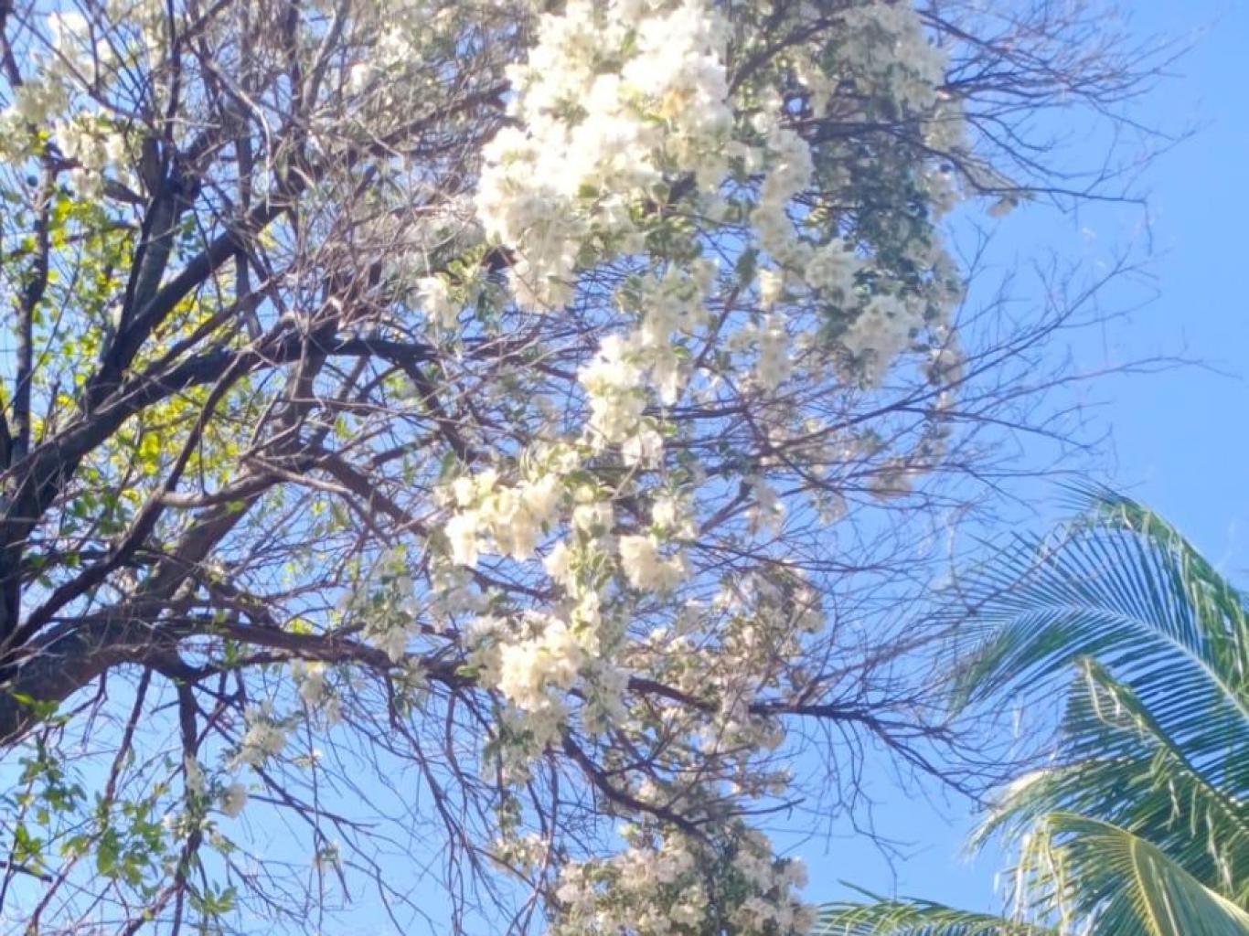 sakura batang arau
