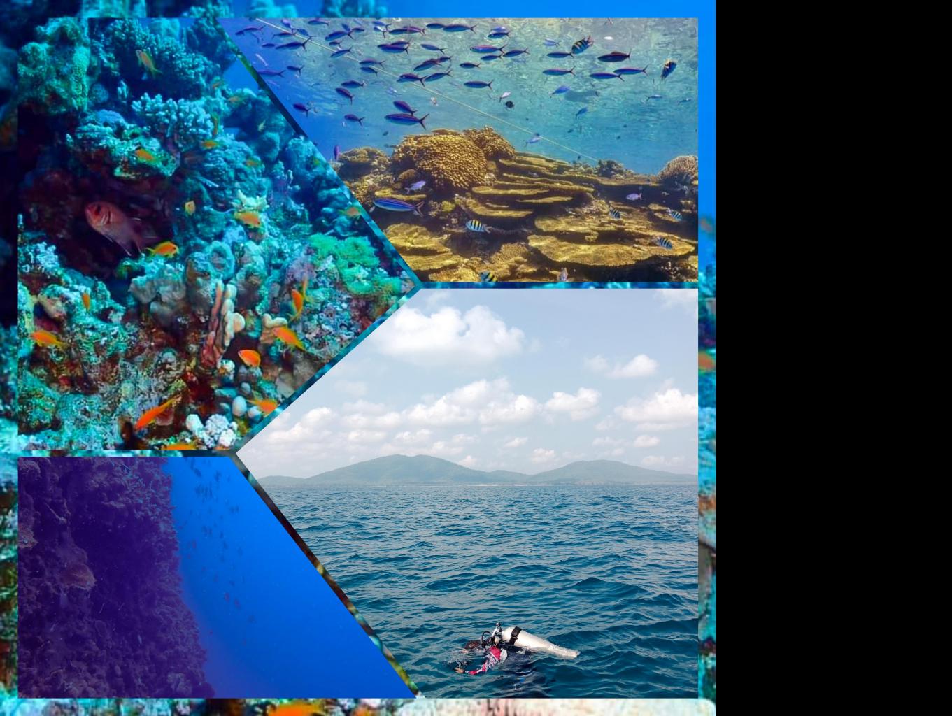Explore Underwater Karang Meca